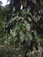 Epipremnum giganteum, Cameron Highlands, Malaysia
