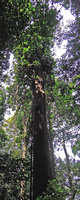 Epipremnum giganteum, climbing leafy stems and free hanging feeding roots, Bukit Timah, Singapore