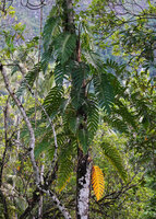 Epipremnum pinnatum climbing on a tree close to seashore, Saleman, Seram, Moluccas