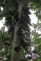 Epipremnum pinnatum climbing on tree trunk in forest in Botanical Gardens, Honiara, Guadalcanal, Solomon Islands
