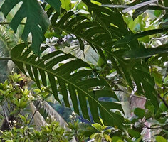 Epipremnum pinnatum, each lobe of the leaf with a single median main vein, Saleman, Seram, Moluccas