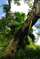 Epipremnum pinnatum on a tree trunk, lake Tamblingan, Bali