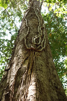 Epipremnum pinnatum with successive stems emerging from a pseudo collar base, each stem emitting adventitious roots appressed to tree trunk, Tangkoko, Sulawesi