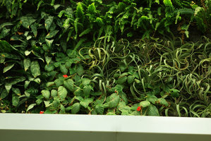 Episcia cupreata in flower on the Indoor Vertical at the KAFD Conference Center, Riyadh