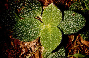 Episcia sphalera, hairy bullate leaves, Nouragues, CNRS field station, French Guyana0