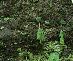 Epithema horsfieldii, one flowering individual and younger plants producing a small new sessile leaf staying at this stage during the dry season, Jidor waterfall, Malang, Java