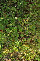 Epithema horsfieldii, Rhynchoglossum obliquum and Begonia tenuifolia on vertical earth bank, Madakaripura Waterfall, Probolinggo, Java