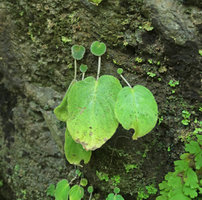 Epithema horsfieldii, withering rainy season leaves producing at their base one dry season resting hairy new leaf, Jidor waterfall, Malang, Java