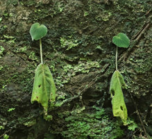 Epithema horsfieldii, withering rainy season leaves producing at their base one hairy new leaf resting at this stage during the dry season, Jidor waterfall, Malang, Java