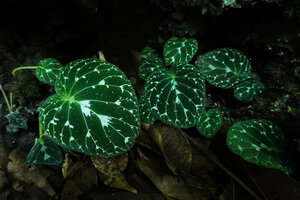 Epithema saxatile, Thailande 