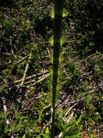 Equisetum giganteum, main emerging stem with verticillate developing lateral determinate shoots, Madre de Dios, 2000 m asl, Peru