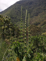 Equisetum giganteum, Manu NP, Peru