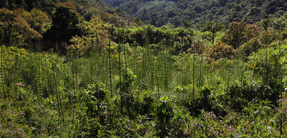 Equisetum giganteum population in swampy area, Madre de Dios, 2000 m asl, Peru