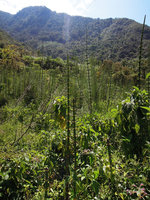 Equisetum giganteum population of different stem age in swampy area, Madre de Dios, 2000 m asl, Peru