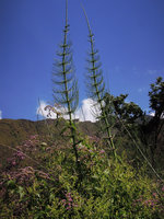 Equisetum giganteum, two young growing stems up to four meters high, Madre de Dios, 2000 m asl, Peru