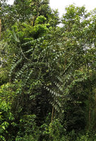 Eremospatha wendlandiana, a rattan climbing on trees at forest margin, Campo, Cameroun