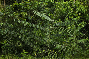 Eremospatha wendlandiana with characteristic fish tail leaflets, Campo, Cameroun