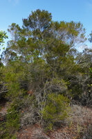 Erica mafiensis, about 4 m tall individuals, Ngezi FR, Pemba, Tanzania