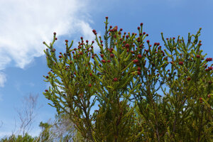 Erica mafiensis, flowering and old dead individuals, Ngezi FR, Pemba, Tanzania