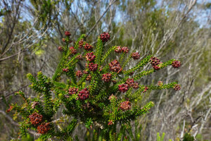 Erica mafiensis, flowering branches, Ngezi FR, Pemba, Tanzania