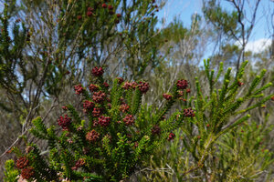 Erica mafiensis, flowering individuals, Ngezi FR, Pemba, Tanzania