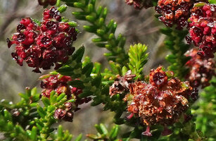 Erica mafiensis flowers, stigma with four raised lines forming a blackish cross, Ngezi FR, Pemba, Tanzania