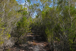 Erica mafiensis pure stand on sandy soil, Ngezi FR, Pemba, Tanzania