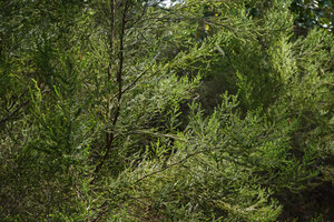 Erica mafiensis, transparency throgh leafy stems, Ngezi FR, Pemba, Tanzania