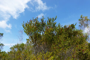 Erica mafiensis, young, mature flowering, senescent and dead individuals, Ngezi FR, Pemba, Tanzania
