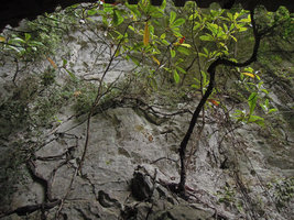 Eriobotrya japonica on a vertical limestone cliff at cave entrance, Yamaguchi, Japan