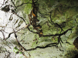 Eriobotrya japonica roots on a vertical limestone cliff at cave entrance, Yamaguchi, Japan