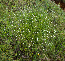 Eriocaulon brownianum, flowering clump on marshy river bank, Maskeliya, Sri Lanka
