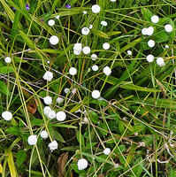 Eriocaulon brownianum, pure white globular inflorescences and large erect leaves, Maskeliya, Sri Lanka