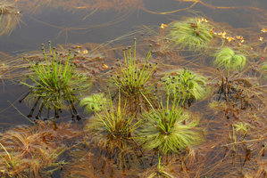 Eriocaulon melanocephalum, blackish spherical inflorescences emerging above the water surface, Lagos de Menegua, Puerto Lopez, Meta, Colombia
