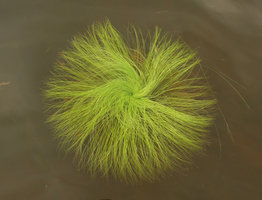Eriocaulon melanocephalum, Lagos de Menegua, Puerto Lopez, Meta, Colombia