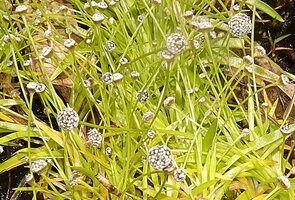 Eriocaulon thwaitesii, capitate inflorescences, Maskeliya, Sri Lanka