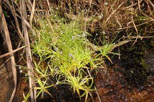 Eriocaulon thwaitesii, flowering population on vertical permanently seeping rock, Maskeliya, Sri Lanka
