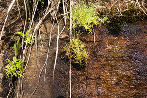 Eriocaulon thwaitesii on vertical lateritic seeping rock, Maskeliya, Sri Lanka