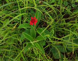 Erythrocephalum longifolium in savanna grassland, Katavi NP, Tanzania