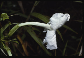 Escobedia grandiflora, Mera, Pastaza, Ecuador