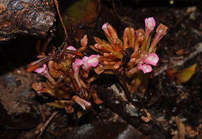 Etlingera alba, flowers at anthesis, 11 am, Danau Wai Ela, Lima, Ambon, Moluccas