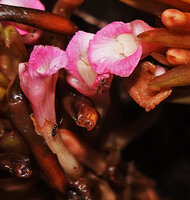 Etlingera alba, flowers at anthesis with exposed pink and white labellum at 11 am, Danau Wai Ela, Lima, Ambon, Moluccas
