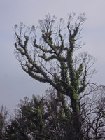 Eucalyptus dead branch ends and regrowth after fire, downwards zigzagging bifurcations clearly visible, Lake Saint Clair area, Tasmania