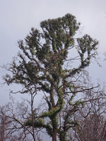 Eucalyptus regrowth along trunk and branches after fire, Lake Saint Clair area, Tasmania