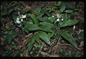 Eucharis cyanosperma, Iquitos, Peru
