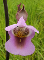 Eulophia cucullata flower, front view, Katavi NP, Tanzania