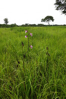 Eulophia cucullata, flowers and mature fruits, Katavi NP, Tanzania