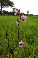 Eulophia cucullata in marshy woodland savanna, Katavi NP, Tanzania