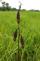 Eulophia cucullata, ripening fruits, Katavi NP, Tanzania