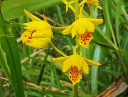 Eulophia odontoglossa, flowers, way to Bondwa Peak, 1200 m asl, Mts Uluguru, Tanzania